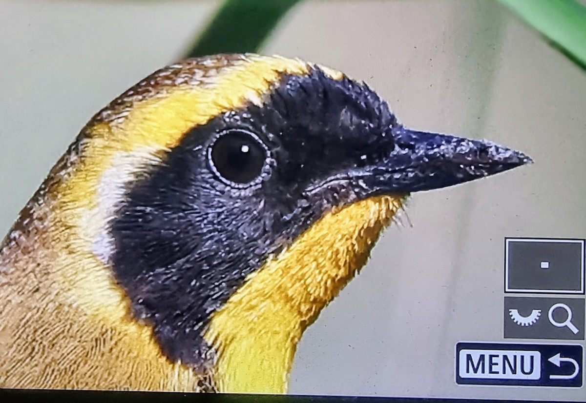 Belding's Yellowthroat - ML633364677