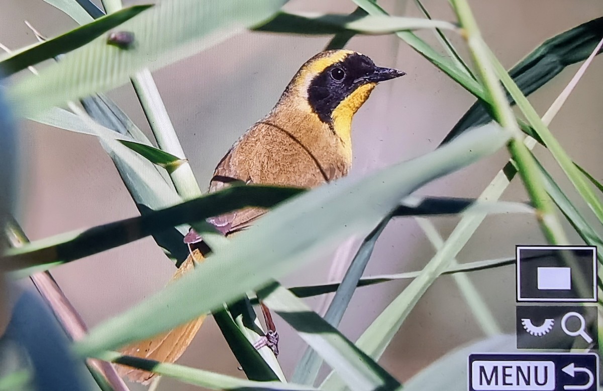 Belding's Yellowthroat - ML633364678