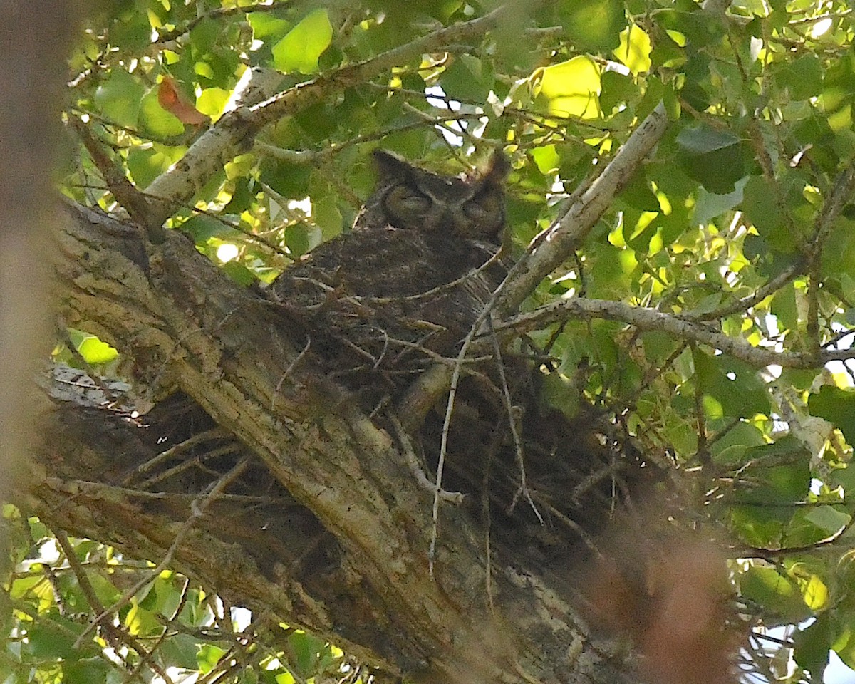 Great Horned Owl - ML633364710