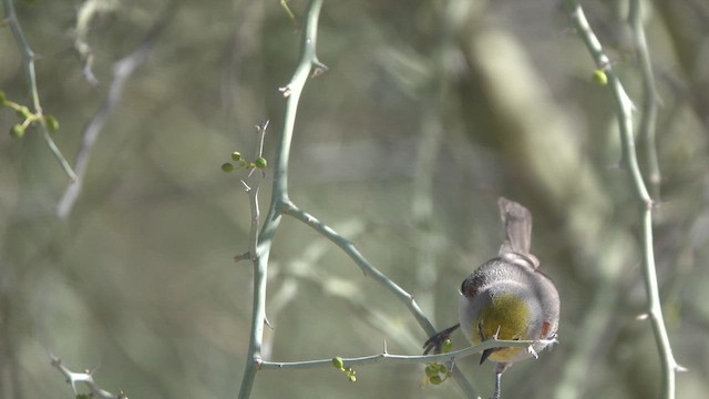 Verdin - ML633365100