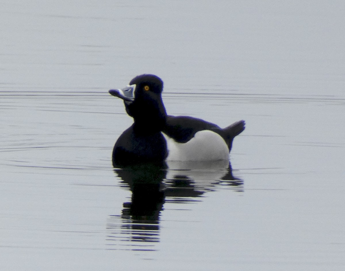 eBird Checklist - 7 Apr 2025 - Pickering Ponds, Rochester - 27 species