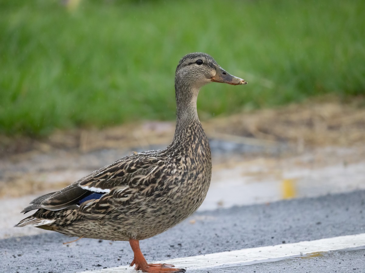 Mallard - ML633365161