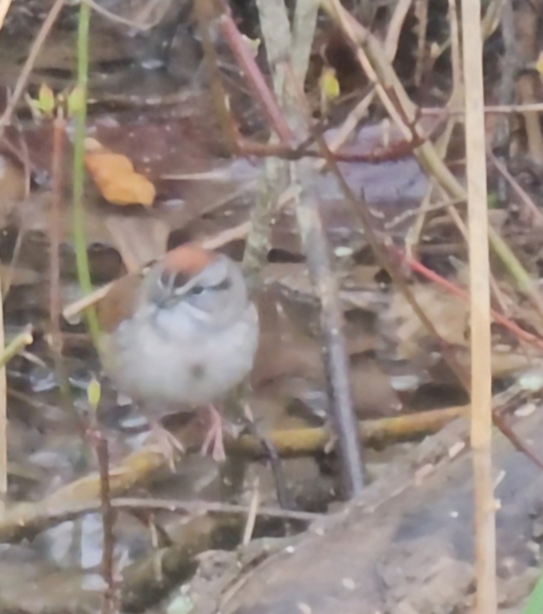 Swamp Sparrow - ML633365282