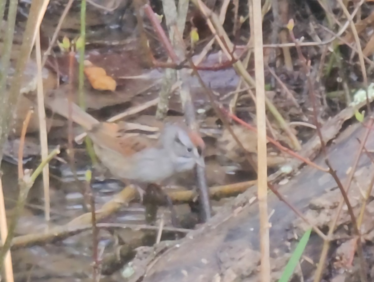 Swamp Sparrow - ML633365283