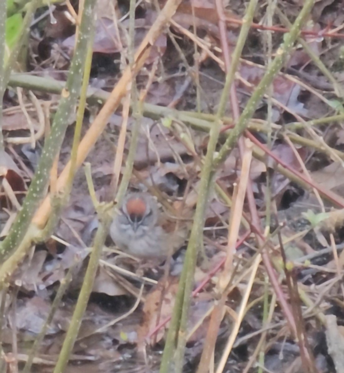 Swamp Sparrow - ML633365348