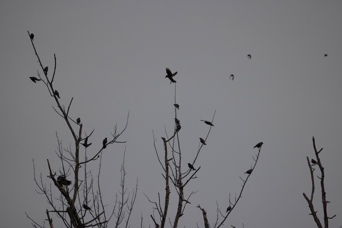 Rusty Blackbird - ML633365381