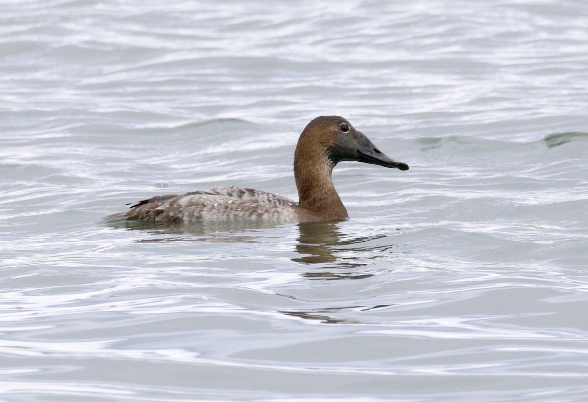 Canvasback - ML633365452