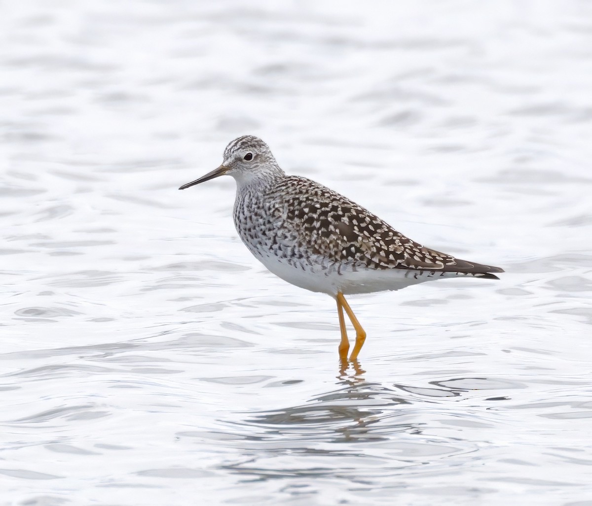 Lesser Yellowlegs - Adam Dudley