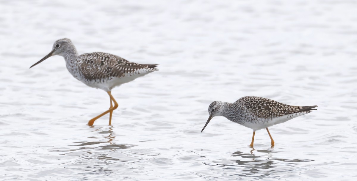 Lesser Yellowlegs - Adam Dudley