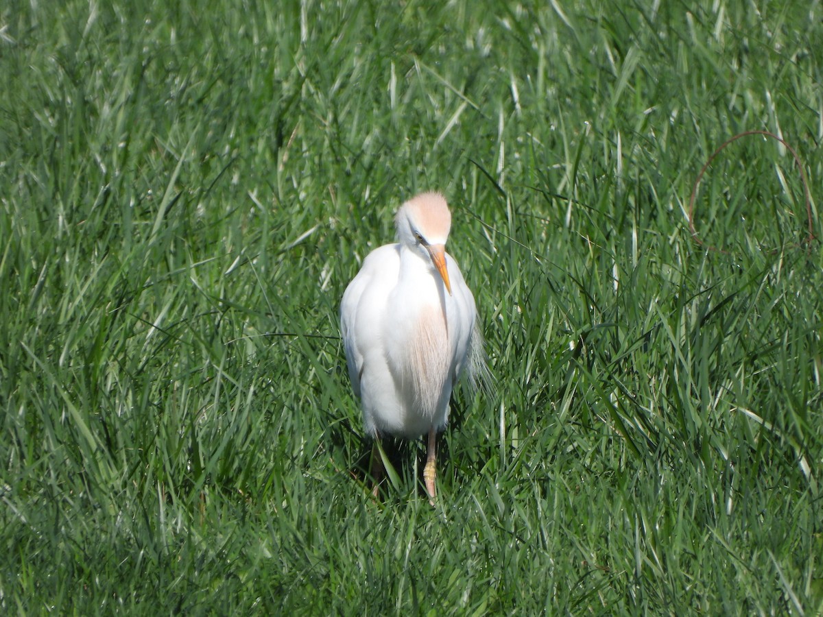 Western Cattle-Egret - ML633365823