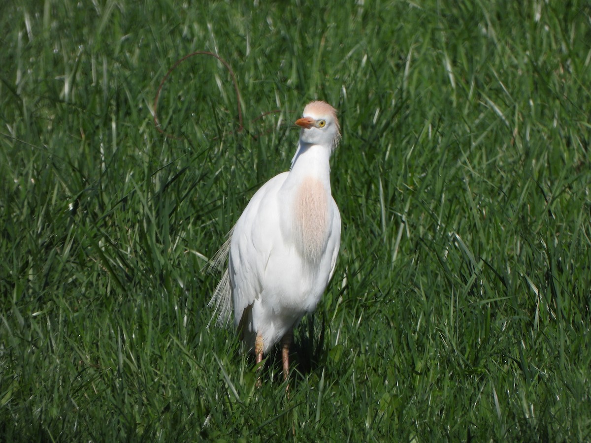 Western Cattle-Egret - ML633365824