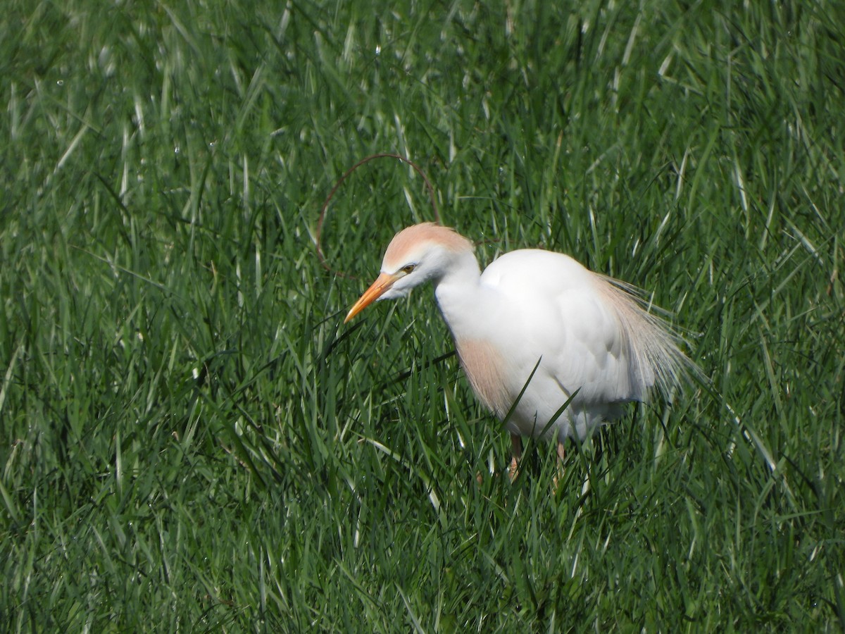 Western Cattle-Egret - ML633365825