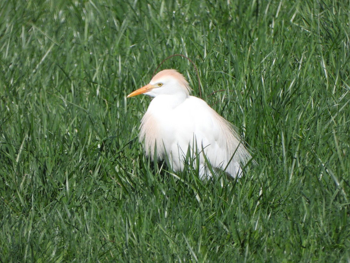Western Cattle-Egret - ML633365826