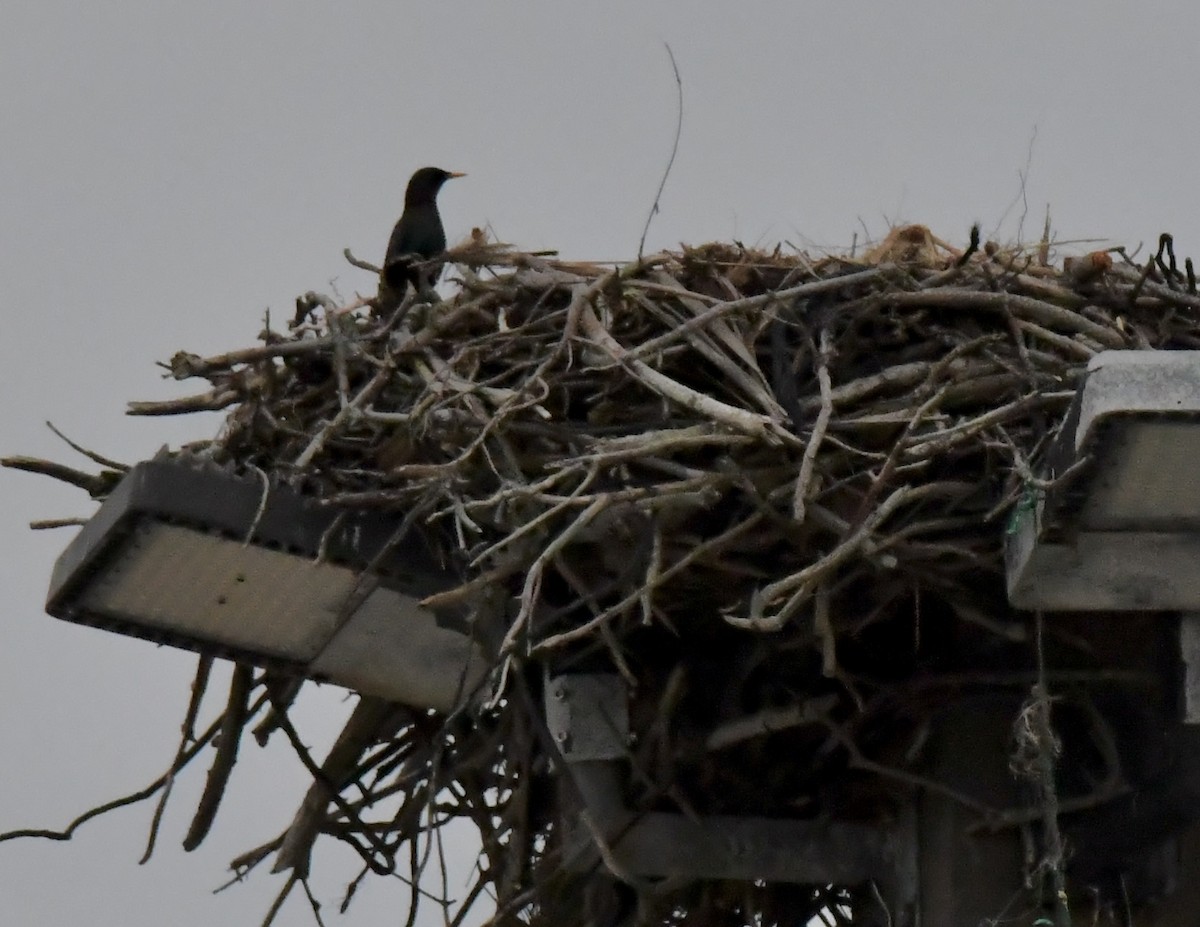 European Starling - ML633365871