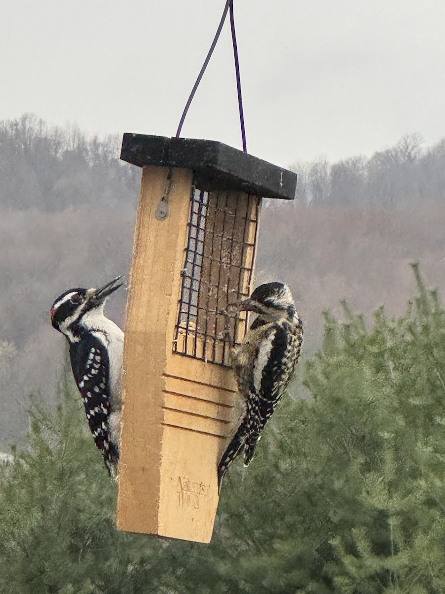 Yellow-bellied Sapsucker - ML633366097
