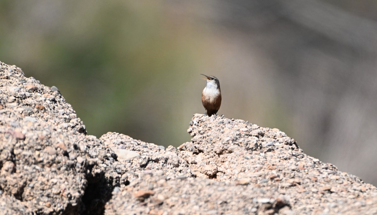 Canyon Wren - ML633366115