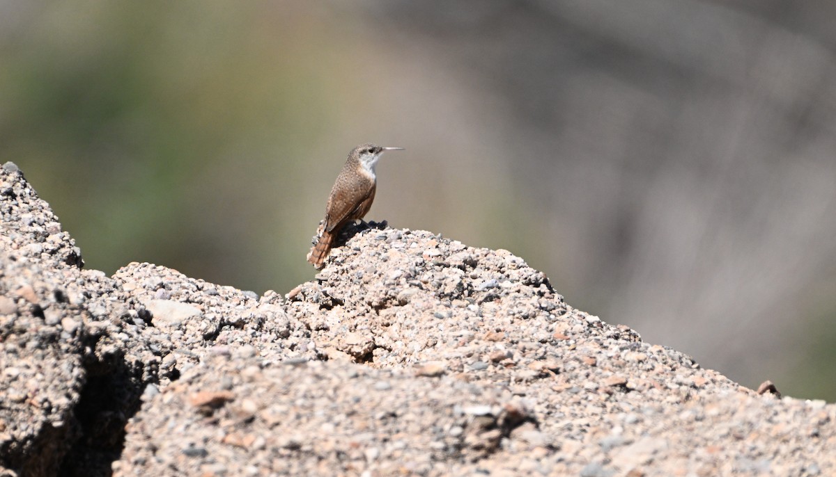 Canyon Wren - ML633366116