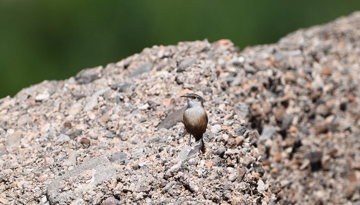 Canyon Wren - ML633366118