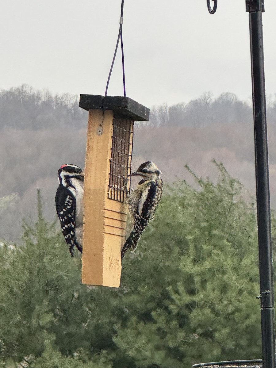 Yellow-bellied Sapsucker - ML633366167