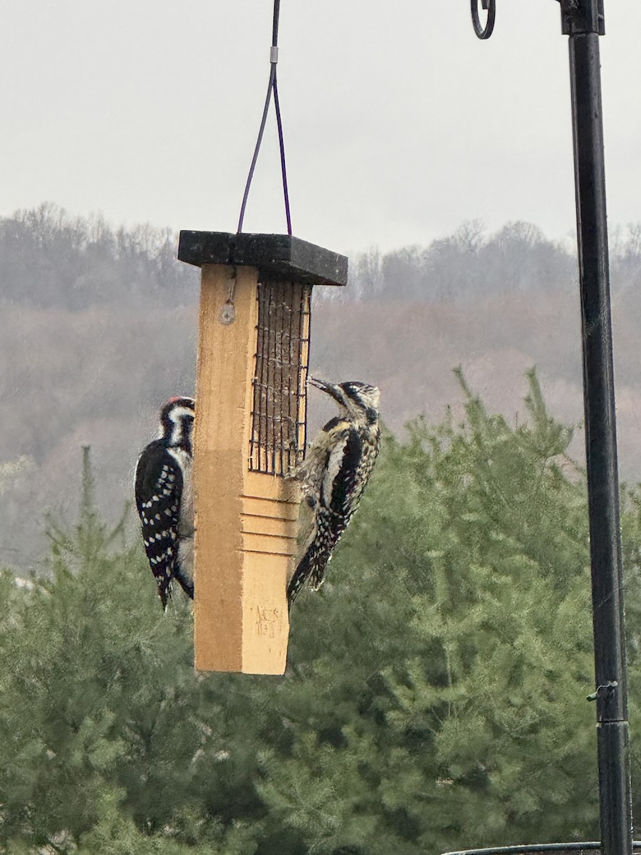 Yellow-bellied Sapsucker - ML633366168