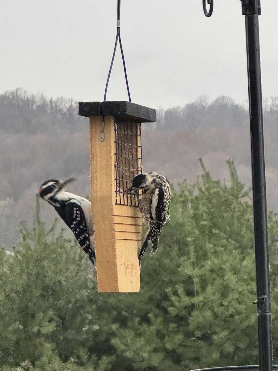 Yellow-bellied Sapsucker - ML633366169