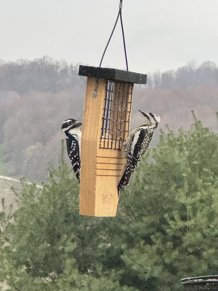 Yellow-bellied Sapsucker - ML633366170