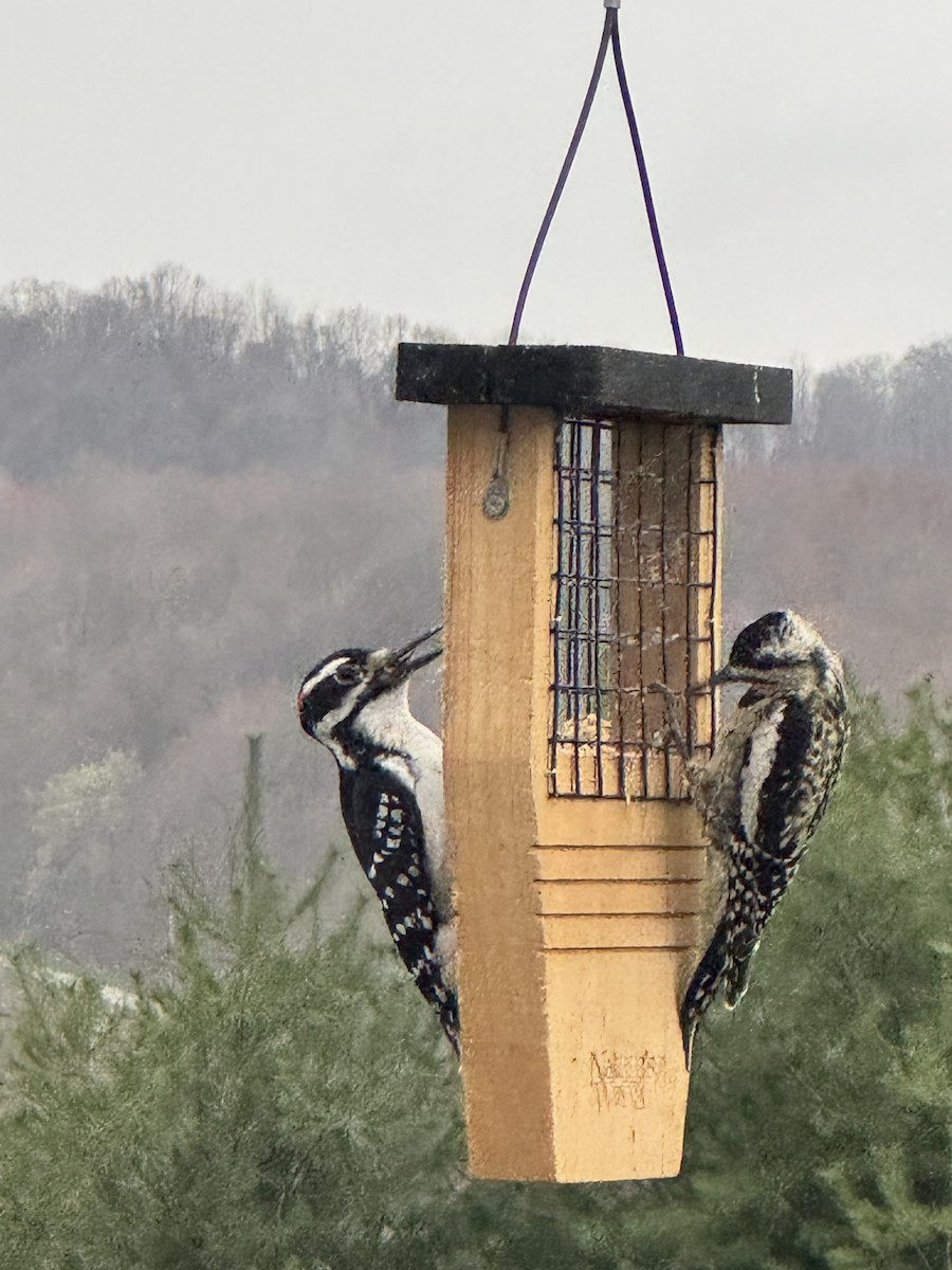 Yellow-bellied Sapsucker - ML633366171