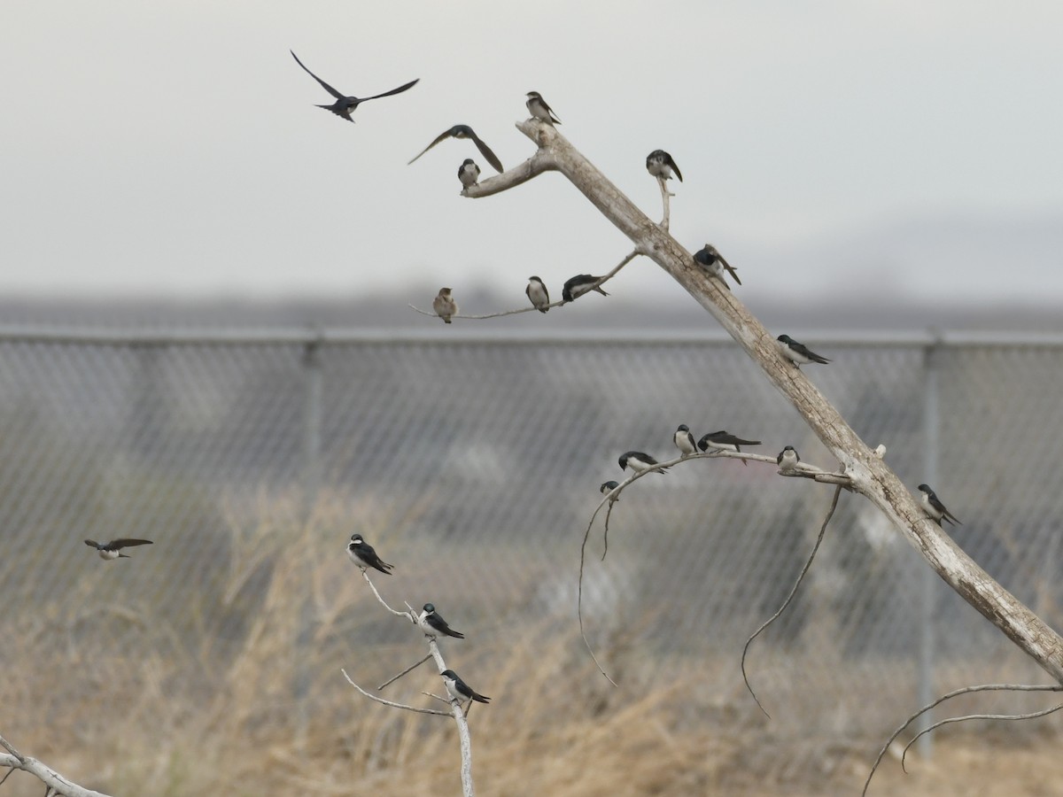 Tree Swallow - ML633366342