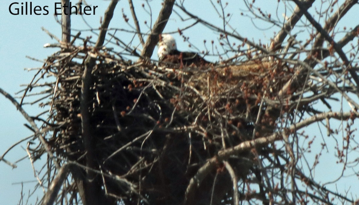 Bald Eagle - ML633366374