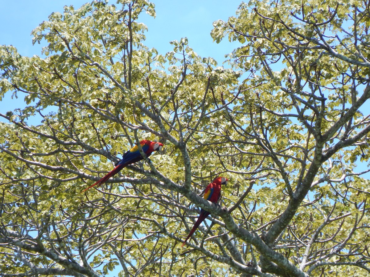 Scarlet Macaw - ML633366507