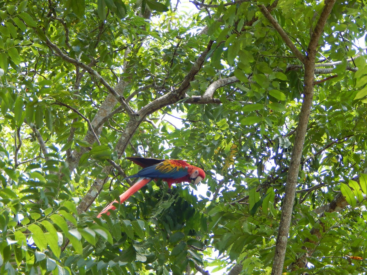 Scarlet Macaw - ML633366508