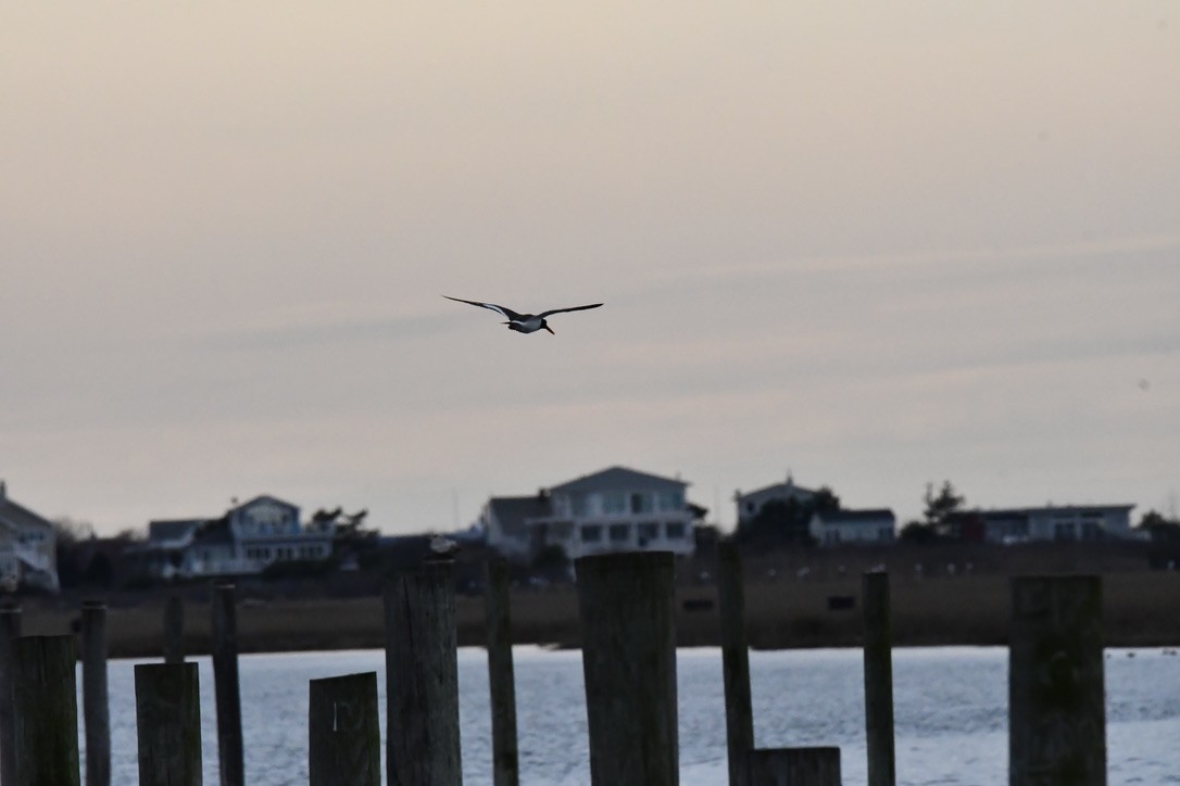 American Oystercatcher - ML633366586