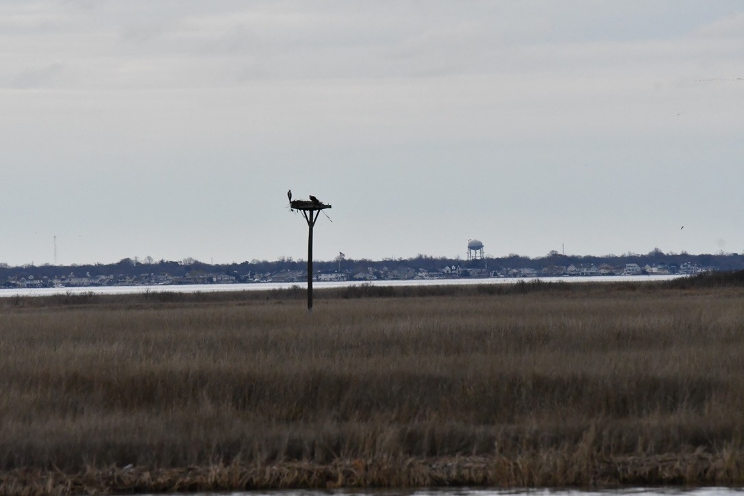 Osprey - ML633366592