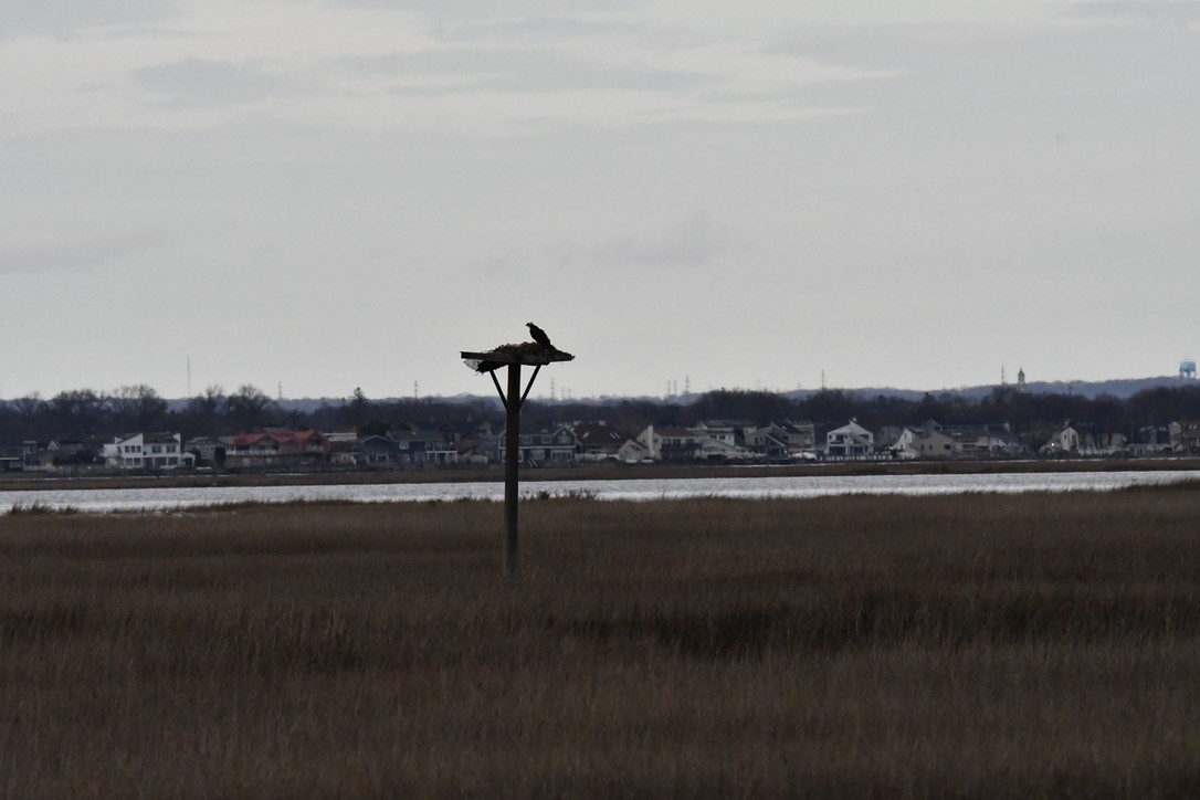 Osprey - ML633366597
