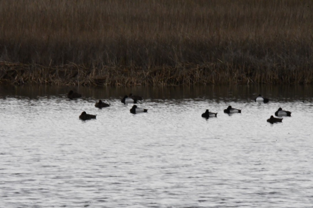Lesser Scaup - ML633366607