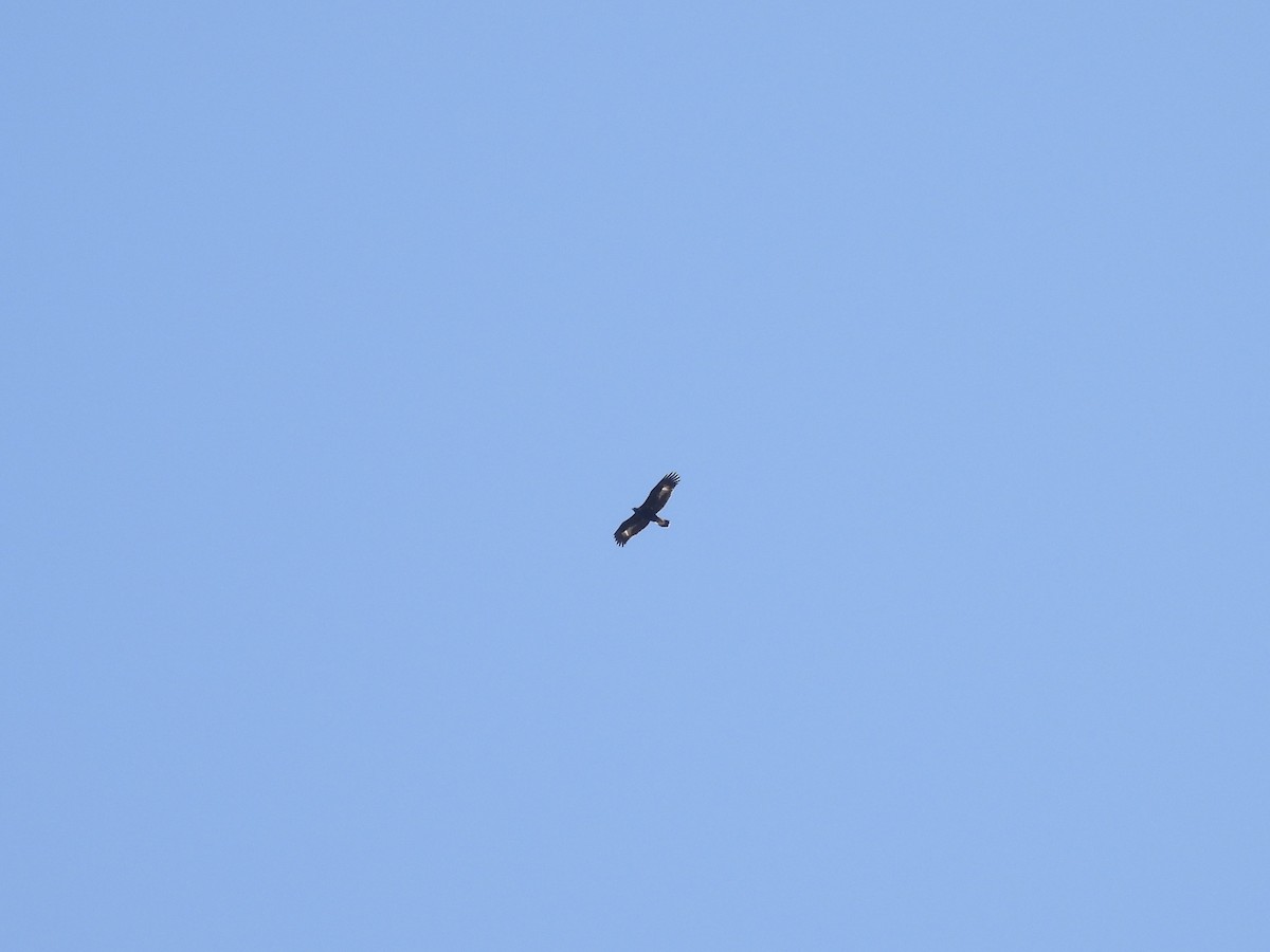 Steinadler - ML633366633