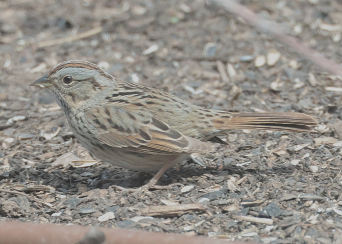 Lincoln's Sparrow - ML633366666