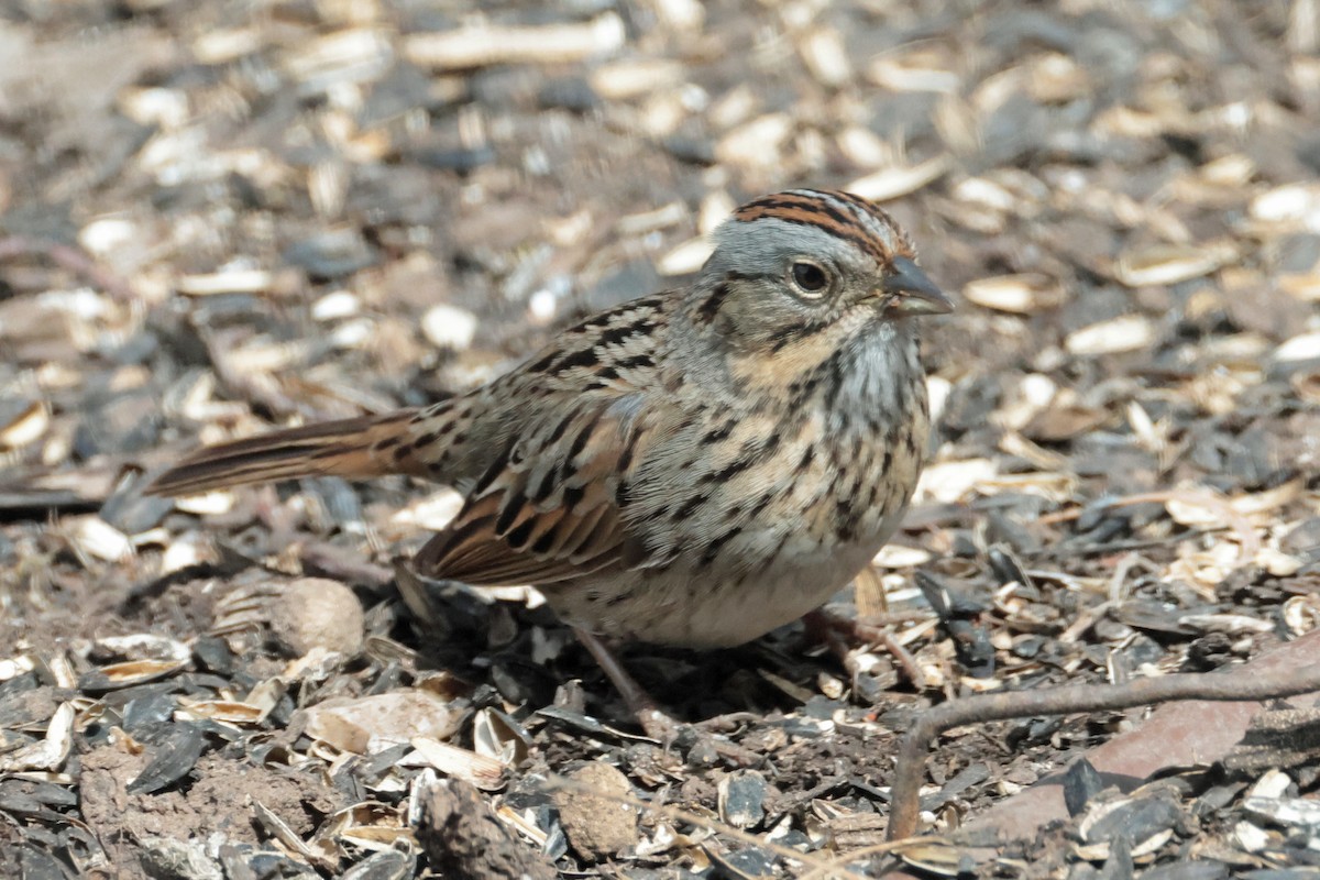 Lincoln's Sparrow - ML633366668