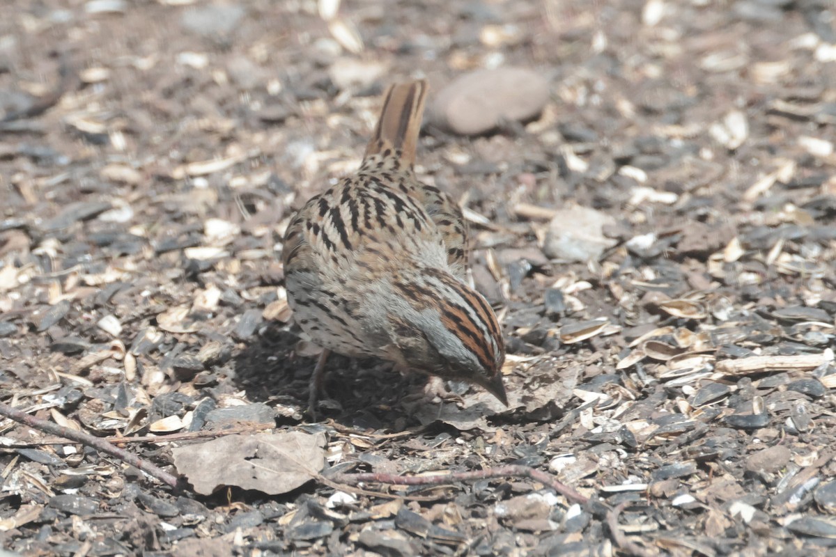 Lincoln's Sparrow - ML633366669