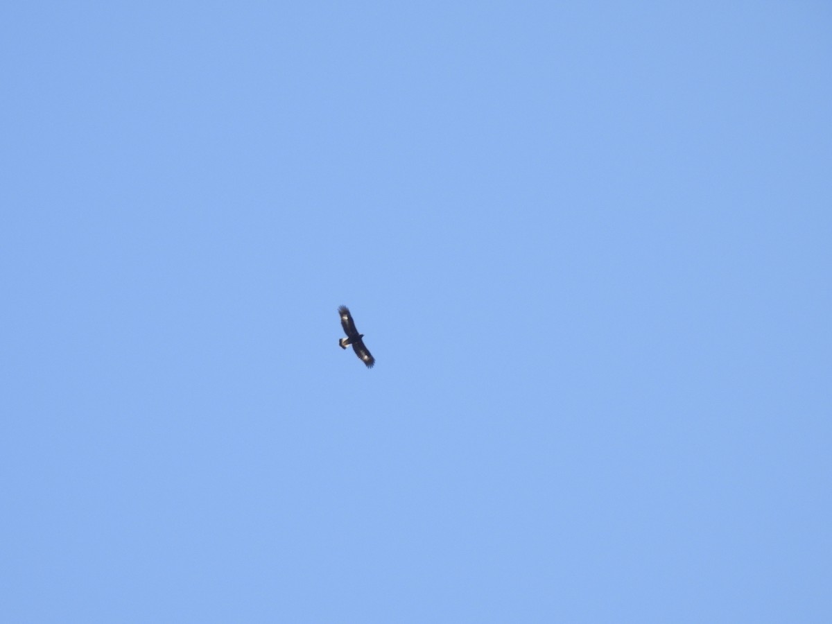 Steinadler - ML633366676