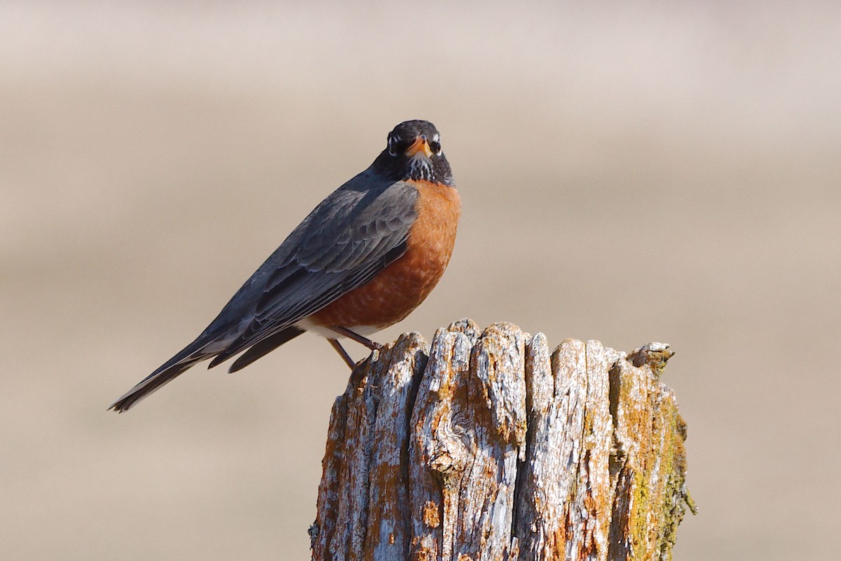 American Robin - ML633366681