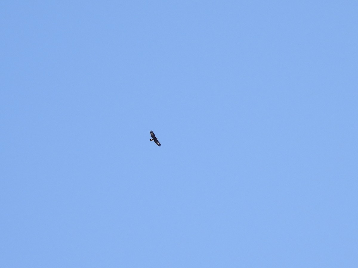 Steinadler - ML633366887