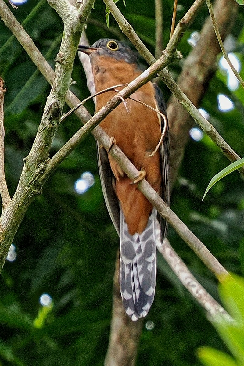 Chestnut-breasted Cuckoo - ML633366889