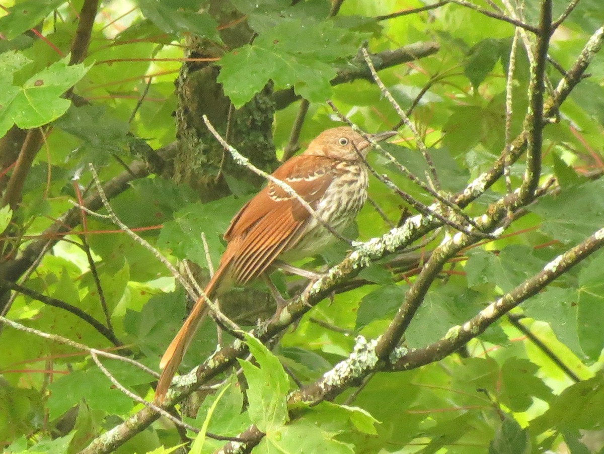 Brown Thrasher - ML63336691