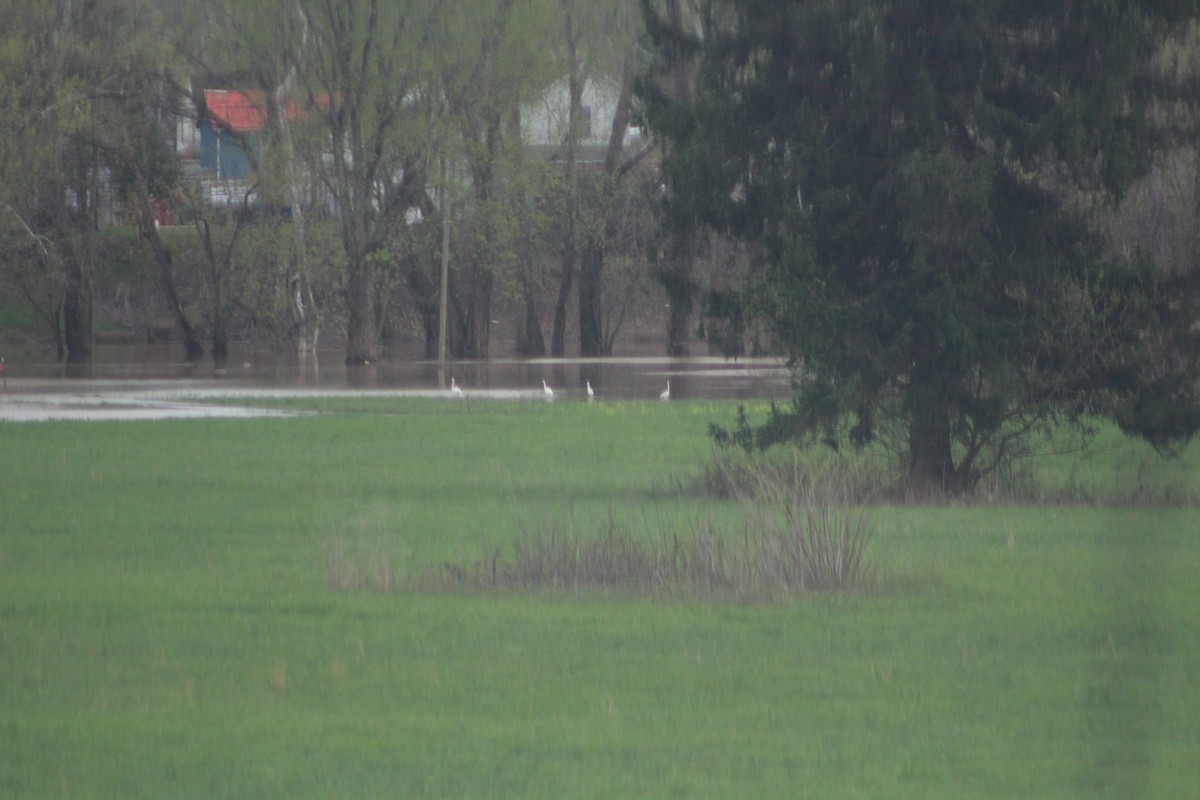 ダイサギ - ML633366951