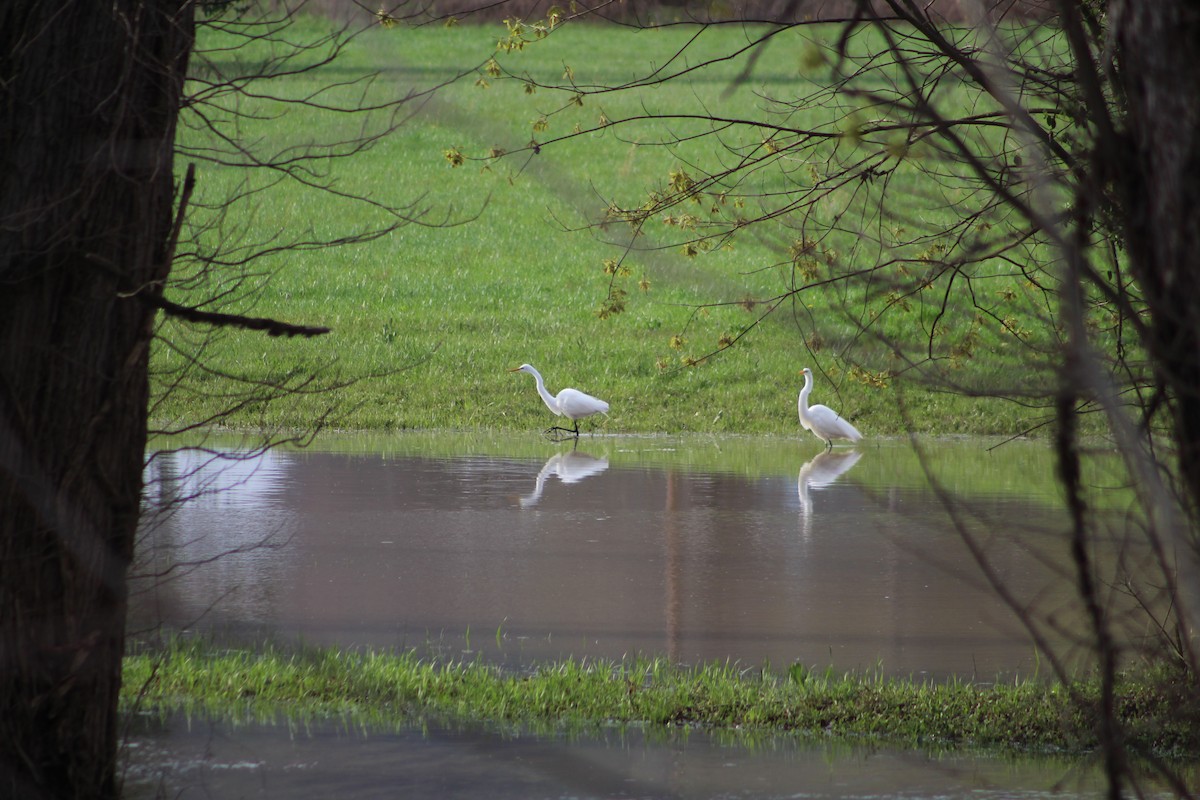 ダイサギ - ML633366952