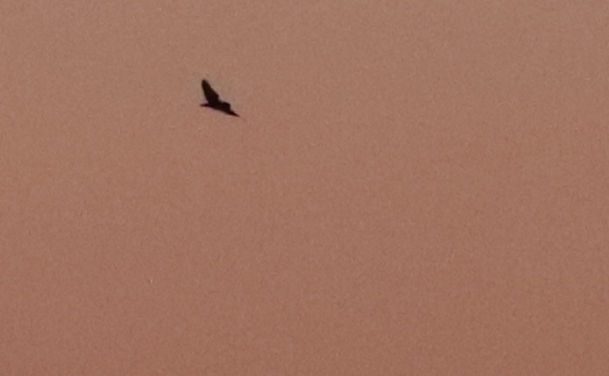 Short-eared Owl (Northern) - ML633367025