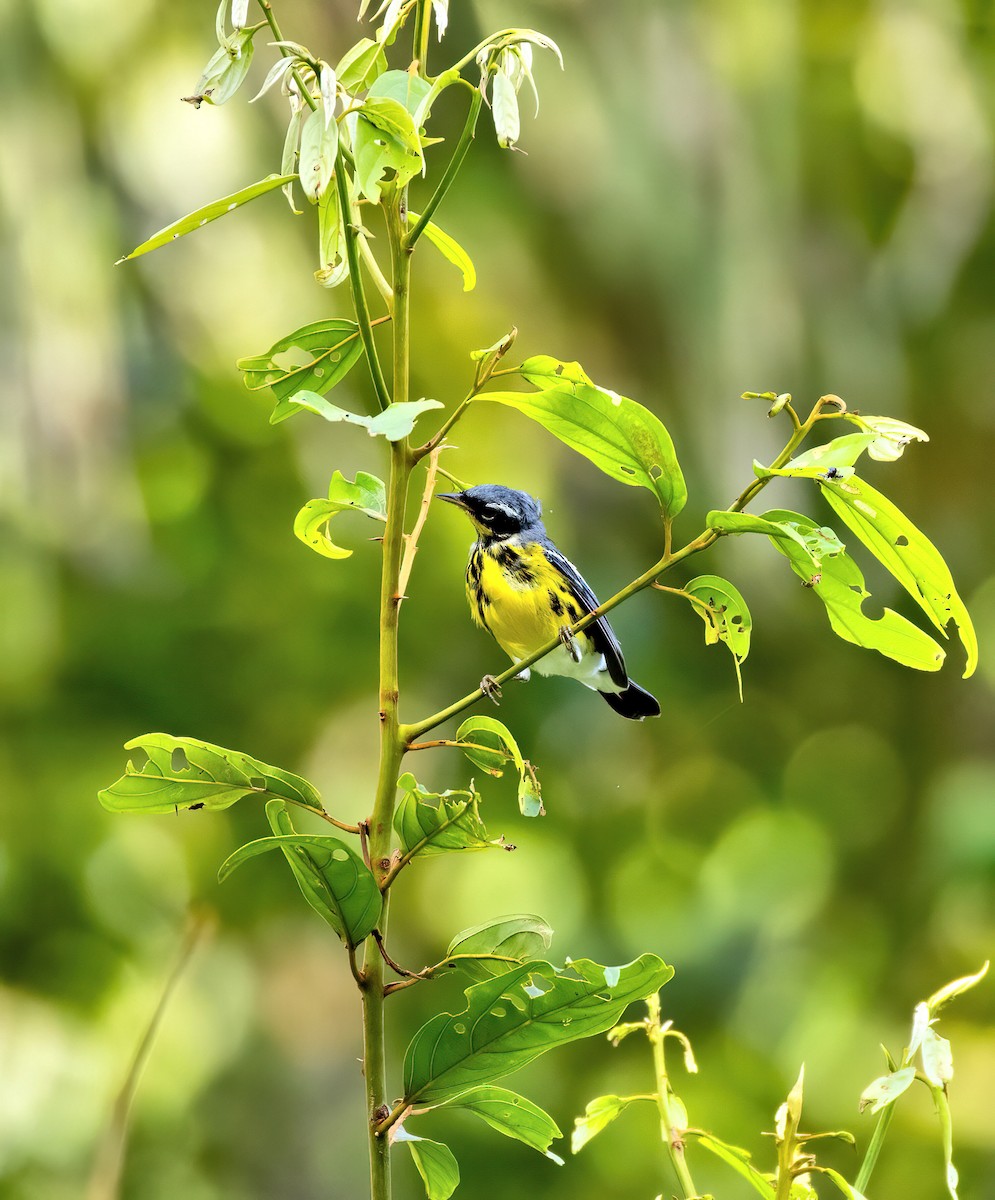 Magnolia Warbler - Tim Hoo
