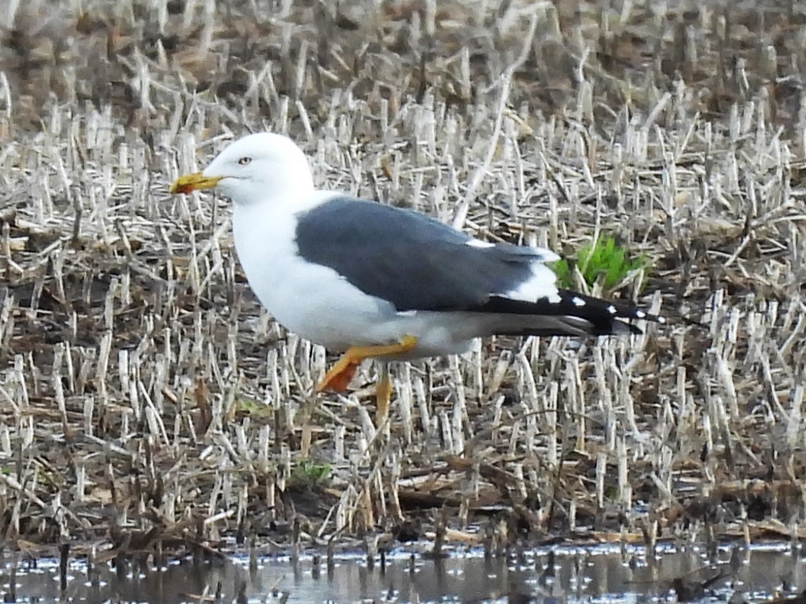 Lesser Black-backed Gull - ML633367134