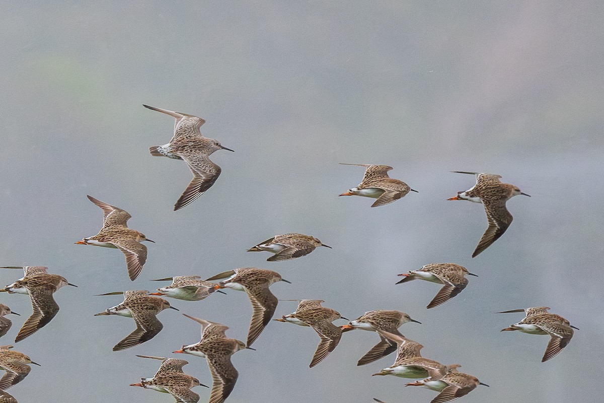 Great Knot - ML633367194